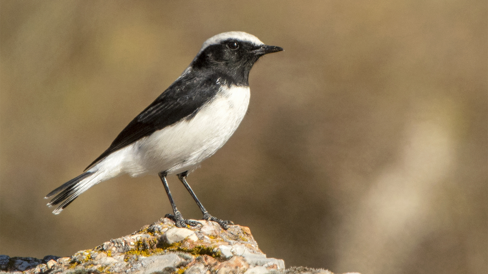Finsch's Wheatear